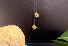 反常规用饵：充分利用轻盈饵料优势，巧用拉饵钓鲤鱼