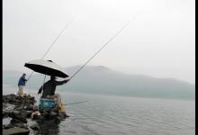 初秋钓大青鱼，选位、打窝、调漂、遛鱼四方面分析