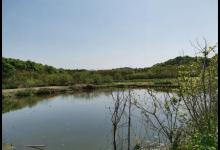 荒废藕塘垂钓鲫鱼，先找出难点再对应施钓