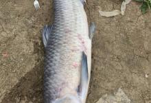 青鱼放到黑坑中之后多久才开口？野钓高手告诉你