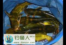 夏季钓黄颡鱼技巧详细分析