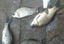 都说钓鲫鱼，用小钩细线，那么怎么配置子线组