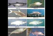 如何钓到蒙古红鲌？嘴巴地包天，俗称红尾巴