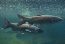 钓青鱼使用小钩细线钓法的优势有哪些