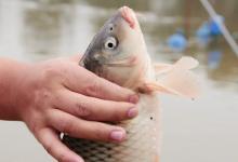 钓鲤鱼的提竿时机原来在这儿，这经验太值钱