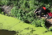 有人说是军鱼，也有人说是草鱼，这是什么鱼