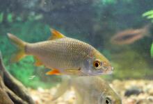 初春野钓遇到鲫鱼浮头怎么钓？学会这3可解决