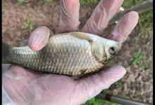 亮水草窝钓鱼，10米炮竿作钓鲫鱼，钓获30多条野生鲫鱼