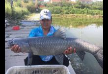 黑坑钓青鱼的钓组搭配，如何根据钓法选用