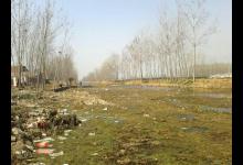 野河沟里钓野生鲫鱼，吃起来却有股煤油味是为什么