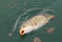 这几种情况，鲤鱼分分钟教育你，中钩了也提不上岸