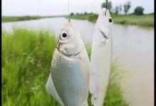 湘鲫鱼与鲫鱼有什么区别？野钓高手告诉你