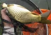 春夏之季，鲤鱼口轻难钓，找准原因，不是难事