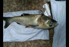 从3个方面掌握手竿钓鲢鳙的技巧，以后越钓越多