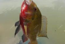 南方罗非鱼，土鲮如何钓？这样钓收获满满的