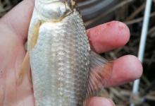 春季野钓鲫鱼的4个技巧分享，新手必看，让你更好的钓鱼