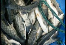 钓场常见的青鱼品质划分有4种，它们的特点及垂钓方法