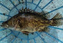 3月份钓鳜鱼，这些的技巧要好好看看，来应对