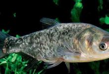 夏季鲢鳙怎么钓？掌握鱼情、水情、钓深、钓浅等