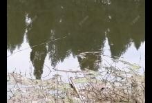 立春后，怎么钓板鲫，看这几招鱼获满满