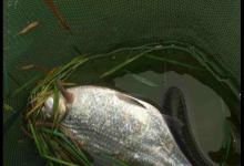 冬季钓鳊鱼，钓底还是钓浮？