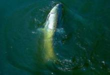 暖春钓鲤想要有渔获，用饵、钓深、钓位等技巧要重视