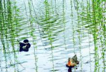 钓友问：初春温度升高，不打窝钓鲫鱼可以吗