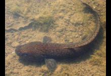 山鲶鱼的习性，垂钓需要注意的事项等