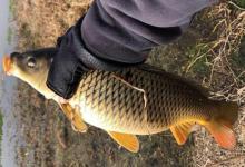 长江钓鲤鱼，连竿作钓6条大鲤鱼，夏钓野生鲤鱼爆护教学