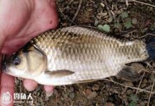 夏季钓鲫鱼六点技巧和钓点选择