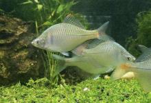 曾经无人问津的鳑鲏鱼，为何摇身一变成精灵