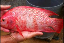 设么是红罗非鱼？红罗非是变种要该如何钓