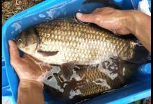 春季钓获罕见2斤的巨型鲫鱼，野钓鲫鱼详细攻略教学