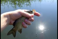 春季野钓大板鲫，远离6大误区，钓好鱼很轻松