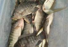 春钓罗非和慈鲷全攻略，小中取大，附自制饵料配方