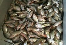 钓鱼钓友秋季钓鱼战绩分享