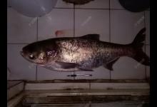 手竿钓鲢鳙，钓鱼高手推荐的两个技巧，助你上大鱼