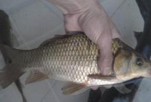 冬季野钓，大鲫鱼藏在哪？我来告诉你！