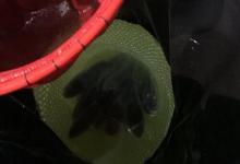 鲫鱼怕灯光吗？夜钓鲫鱼你要掌握这些