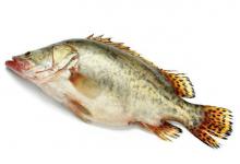 想钓鳜鱼，这几个作钓技巧和安全意识一定要牢记