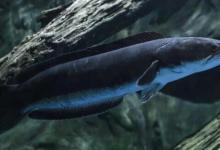 雷强黑鱼怎么钓？应该从鱼杆、拟饵、钓点、钓法入手