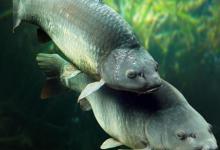 春天的鲤鱼要这样钓，才会持续上鲤鱼