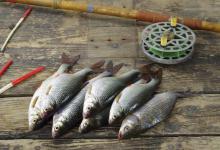 大鲫鱼的上钩，往往是正确的运用了这种竿的爆发力