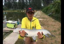 黑坑钓青鱼获得好收获，装备很重要有四点值得注意