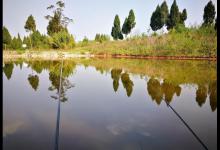 黑坑钓鲫鱼，牢记8个细节，掌握3个技巧，钓好鱼不难