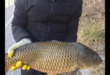 掌握这六大钓鲤技巧，外出垂钓再也不空军