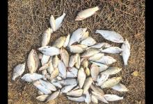 长江钓鱼，野钓鳊鱼分析教学，钓获20多斤野生鳊鱼和鲫鱼