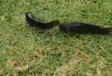 这种小型鲫鱼，能够上岸行走，为什么惹广东钓友厌恶