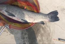 钓青鱼如何提升上鱼率，诱鱼、留鱼是关键，如何做