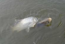 调四钓二适合钓什么鱼？